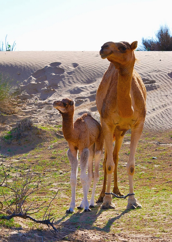 Fotos graciosas de animales - padres e hijos