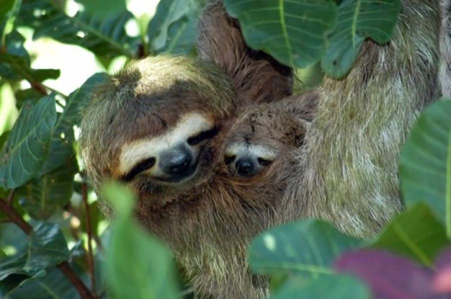 Fotos graciosas de animales - padres e hijos