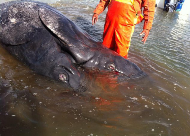 Hallan En Mexico Dos Crias De Ballena Gris Unidas Por El Vientre Spanish China Org Cn 中国最权威的西班牙语新闻网站