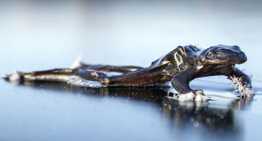 Pobre rana se hiberna sobre el lago congelado2