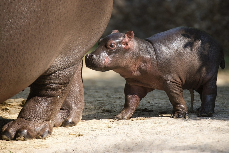 Fotos adorables de los animales bebés tiernos