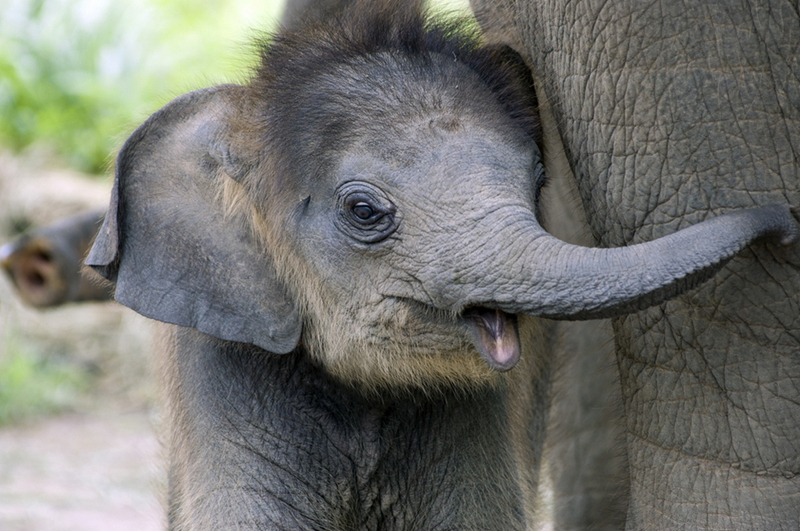 Fotos adorables de los animales bebés tiernos