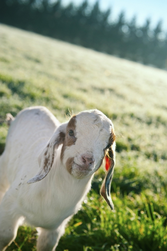 Fotos adorables de los animales bebés tiernos