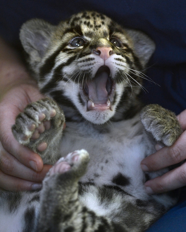 Fotos adorables de los animales bebés tiernos