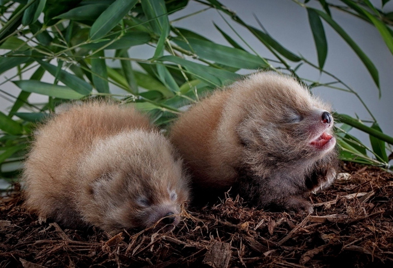 Fotos adorables de los animales bebés tiernos