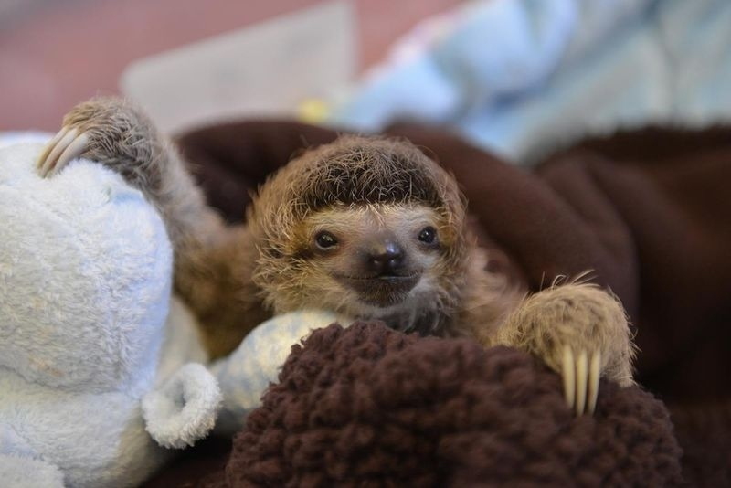 Fotos adorables de los animales bebés tiernos