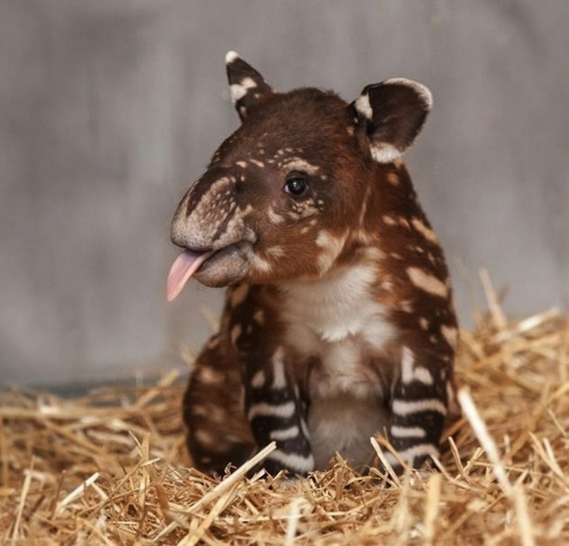 Fotos adorables de los animales bebés tiernos