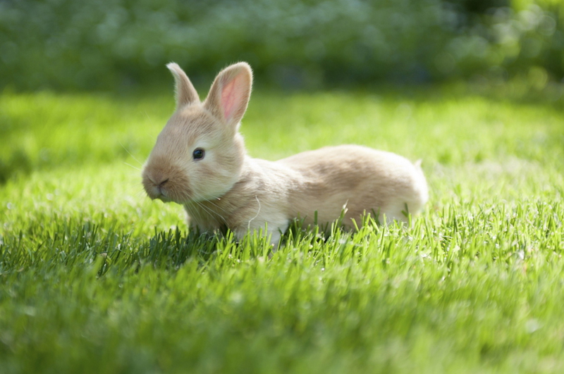 Fotos adorables de los animales bebés tiernos