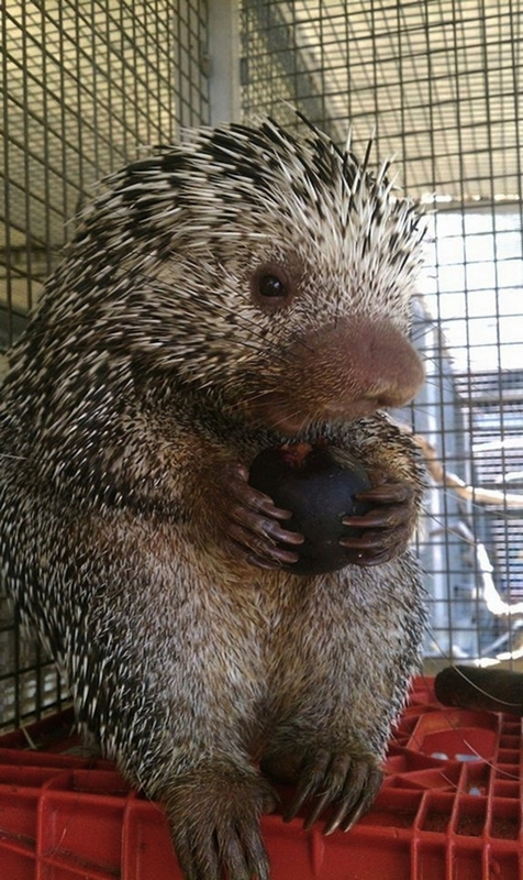 Fotos adorables de los animales bebés tiernos