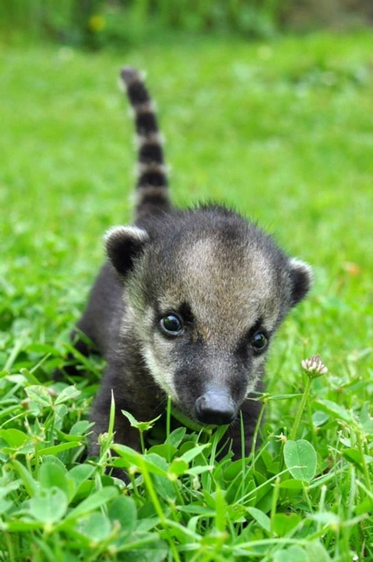 Fotos adorables de los animales bebés tiernos