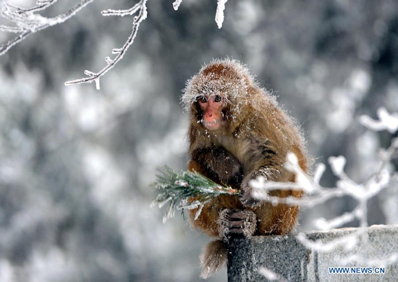 Nieve crea hermosos paisajes nevados en la montaña Lushan al este de China