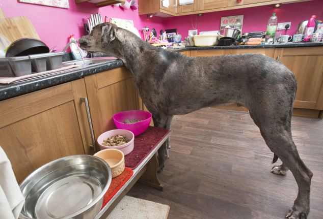 Freddy, el perro más grande de Gran Bretaña y sigue creciendo