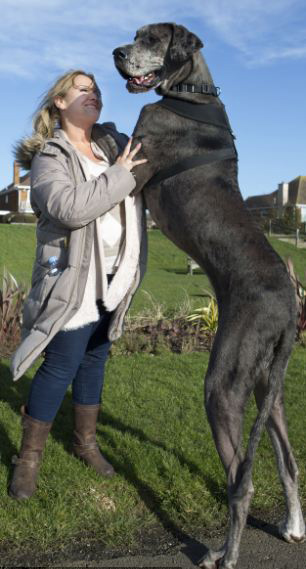 Freddy, el perro más grande de Gran Bretaña y sigue creciendo