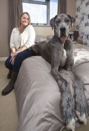 Freddy, el perro más grande de Gran Bretaña y sigue creciendo