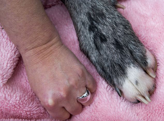 Freddy, el perro más grande de Gran Bretaña y sigue creciendo