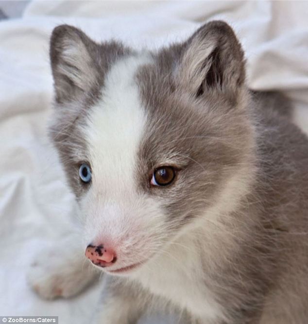 Graciosos bebés de animales en peligro de extinción 6