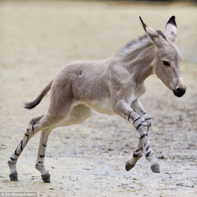 Graciosos bebés de animales en peligro de extinción 9