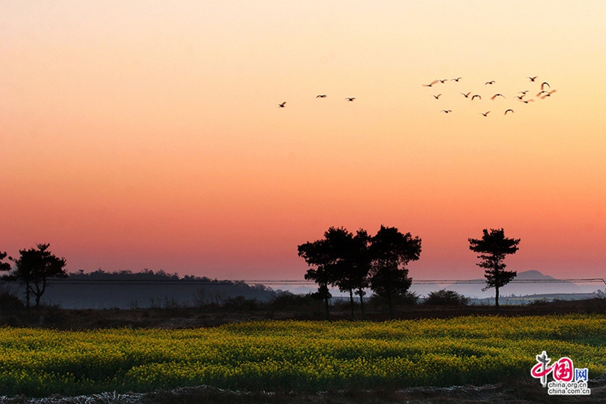 La primavera de Luoping, mar de flores de canola en China1