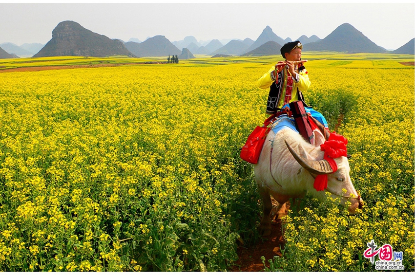 La primavera de Luoping, mar de flores de canola en China8