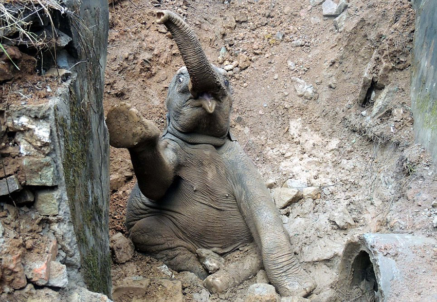 Aldeanos de la India rescatan a elefante bebé caído en una zanja5