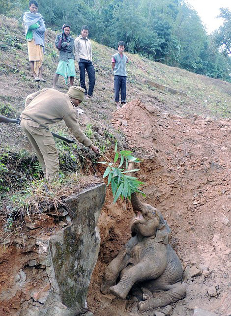 Aldeanos de la India rescatan a elefante bebé caído en una zanja2