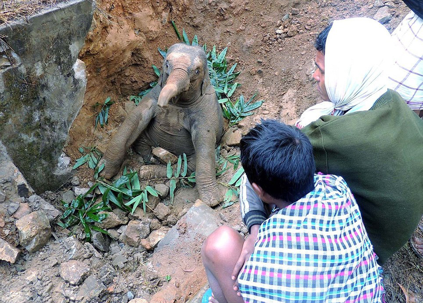 Aldeanos de la India rescatan a elefante bebé caído en una zanja4