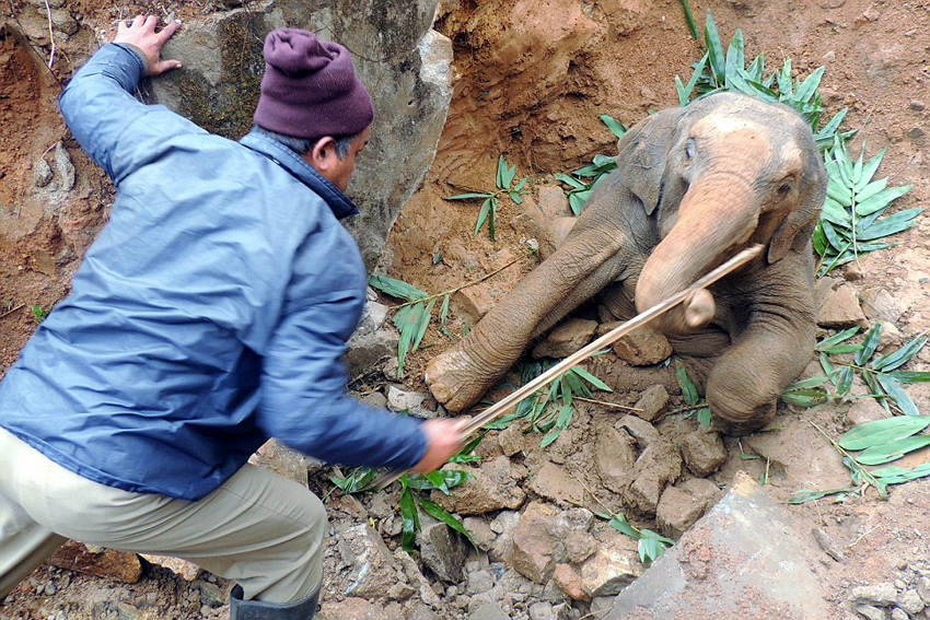 Aldeanos de la India rescatan a elefante bebé caído en una zanja3