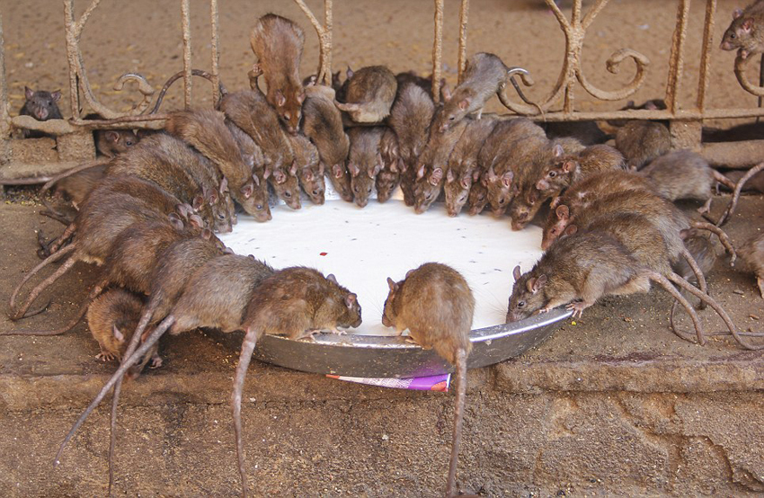 Templo Karni Mata, ratas, India2