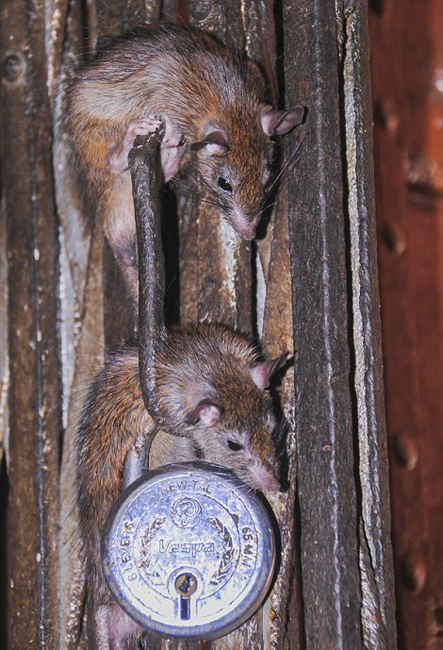 Templo Karni Mata, ratas, India6