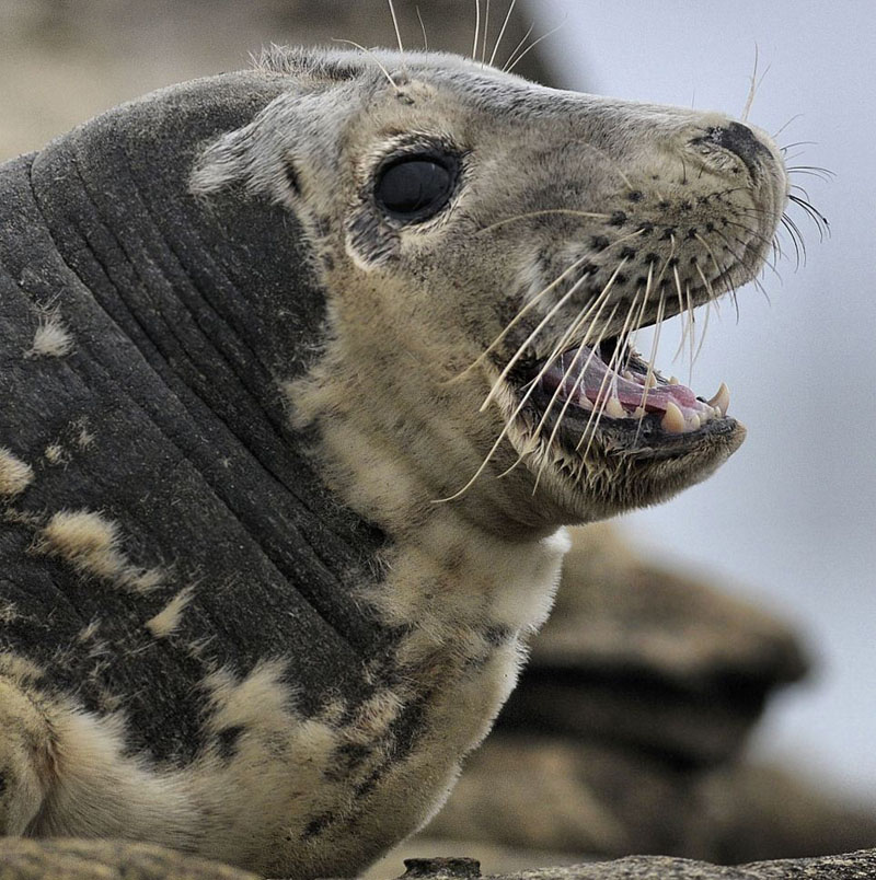 Momentos graciosos de la foca riendo carcajadas