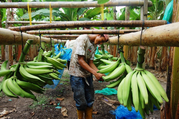 Ecuador, productor de vanguardia de plátanos 