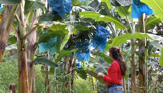 Ecuador, productor de vanguardia de plátanos 