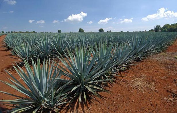 Tequila mexicano consigue su acceso a China2