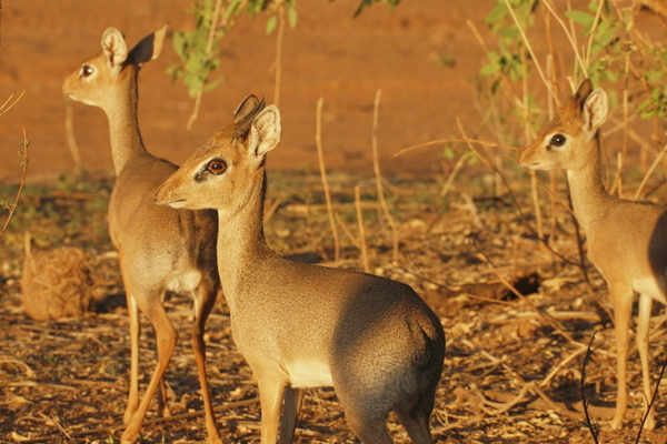 Antílope africano Dik Dik: