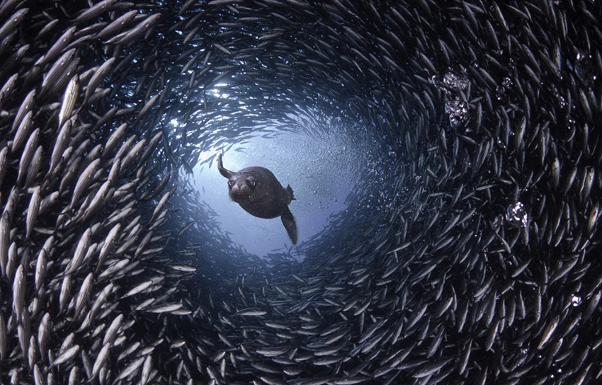 Impresionantes imágenes de león marino que caza y devora9