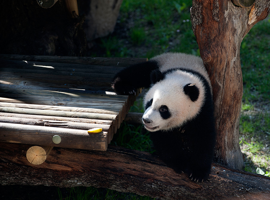 El oso panda Xing Bao da su primer paseo ante el público en el zoo de Madrid 1