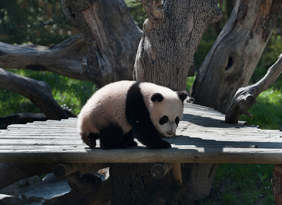 El oso panda Xing Bao da su primer paseo ante el público en el zoo de Madrid 3