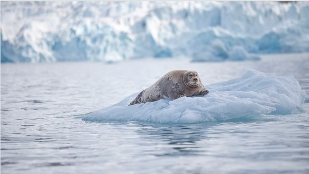 Svalbard en Noruega nos deja escuchar sonidos de ciencia ficción provenientes de estas focas. 