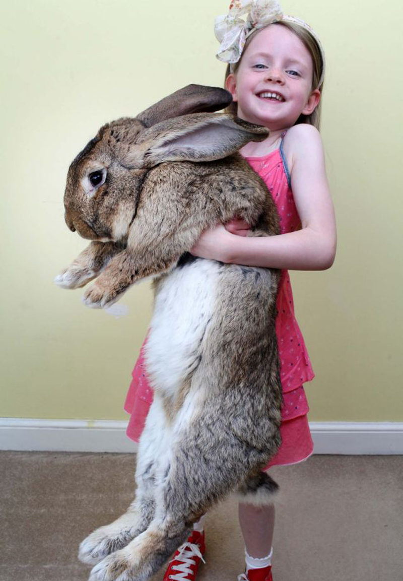 Este es el conejo más grande del mundo 30