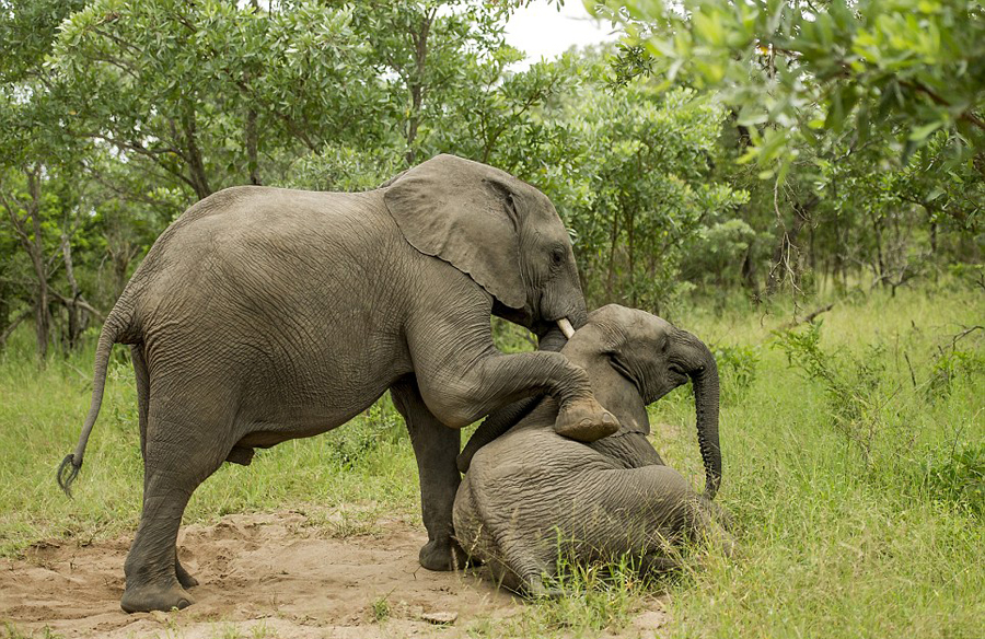 Están borrachos los elefantes en el Parque Nacional de Sudáfrica