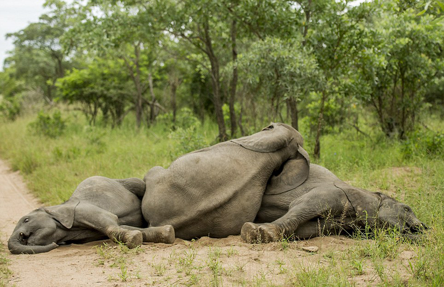 Están borrachos los elefantes en el Parque Nacional de Sudáfrica