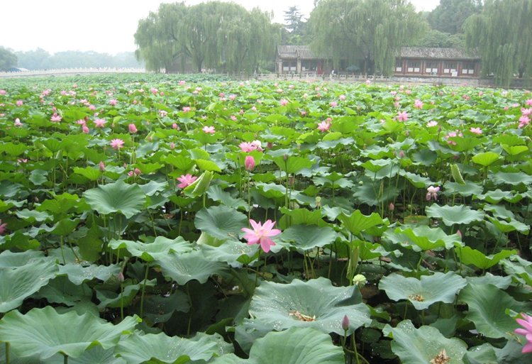Enciclopedia de la cultura china: Antiguo Palacio de Verano 圆明园2
