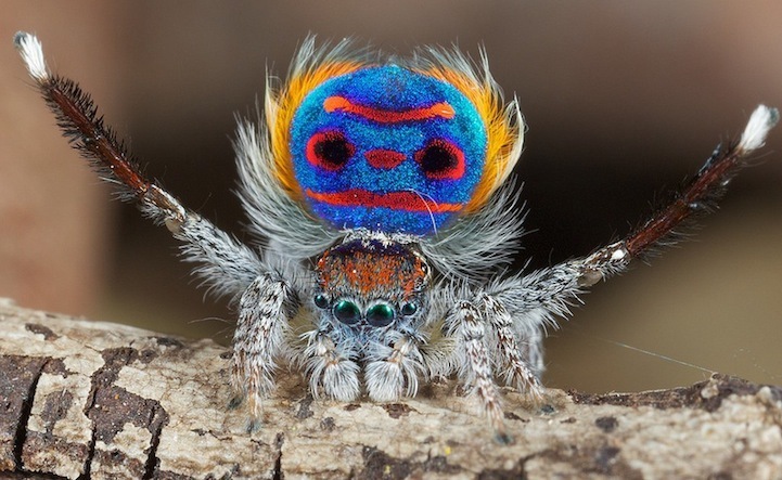 Araña con abánico como pavo real: misterioso producto de la naturaleza10