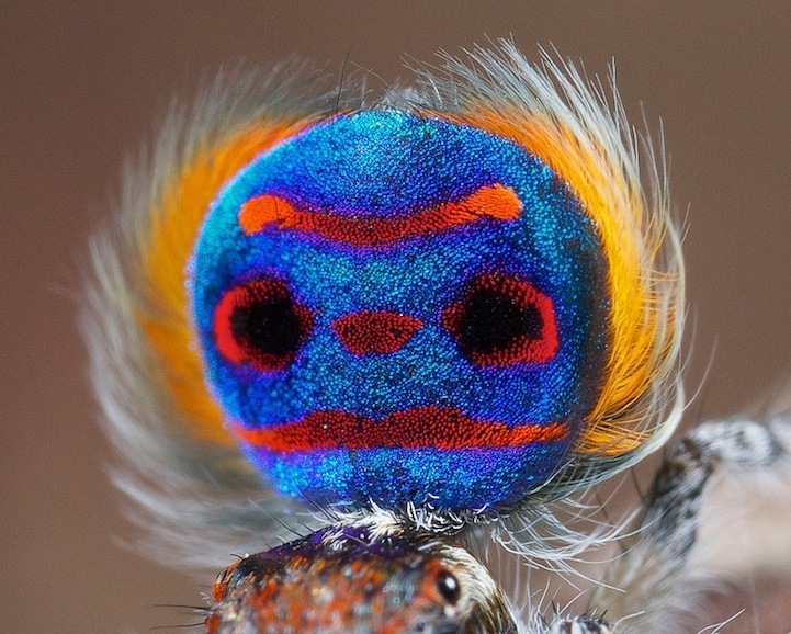 Araña con abánico como pavo real: misterioso producto de la naturaleza9