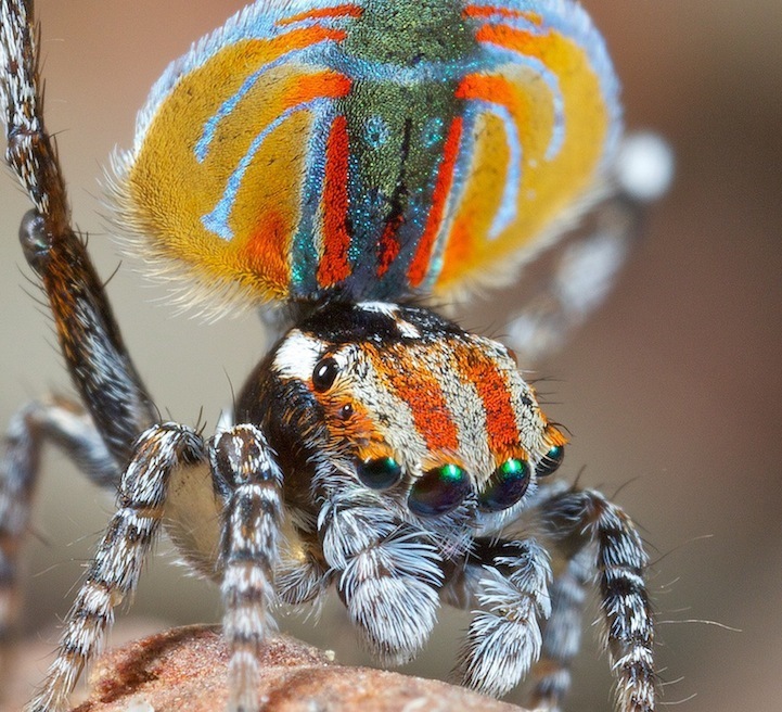 Araña con abánico como pavo real: misterioso producto de la naturaleza8