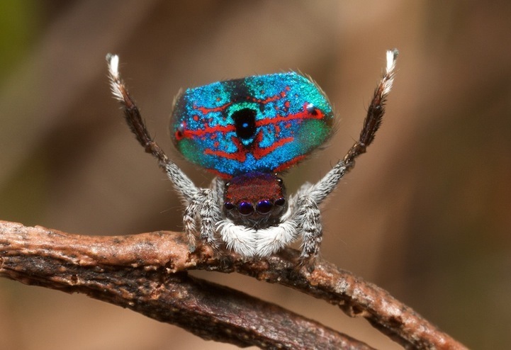 Araña con abánico como pavo real: misterioso producto de la naturaleza5