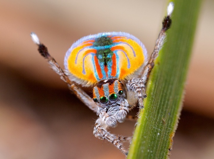 Araña con abánico como pavo real: misterioso producto de la naturaleza64