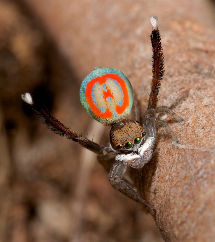 Araña con abánico como pavo real: misterioso producto de la naturaleza6
