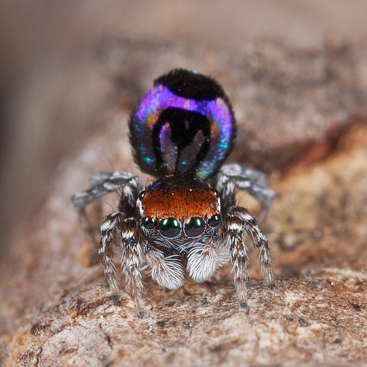 Araña con abánico como pavo real: misterioso producto de la naturaleza4