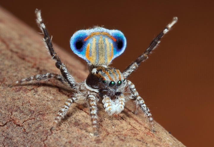 Araña con abánico como pavo real: misterioso producto de la naturaleza5